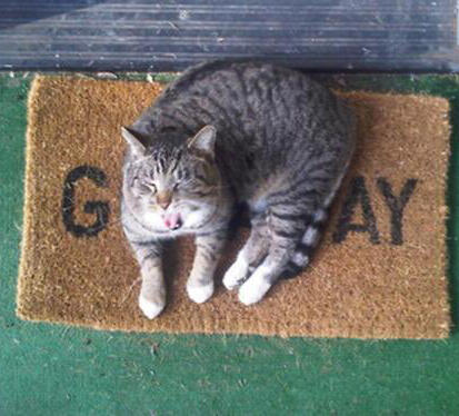 cat on a rug that covers some of the letters, accidentally making it say âgayâ