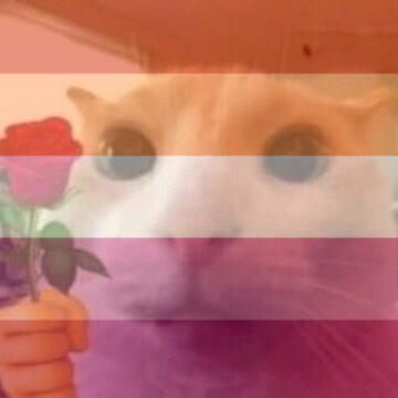 cat holding a flower with the lesbian flag edited over it